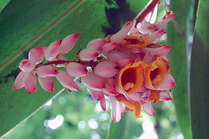 цветок кардамона