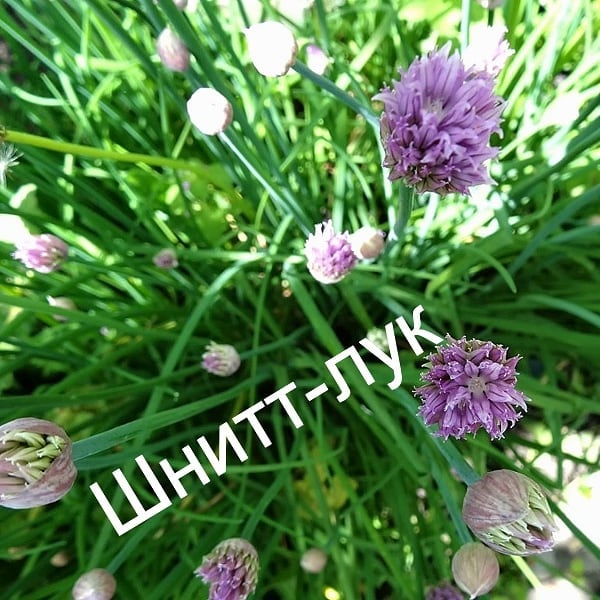Выращивание шнитт лука на подоконнике из семян и уход за ним