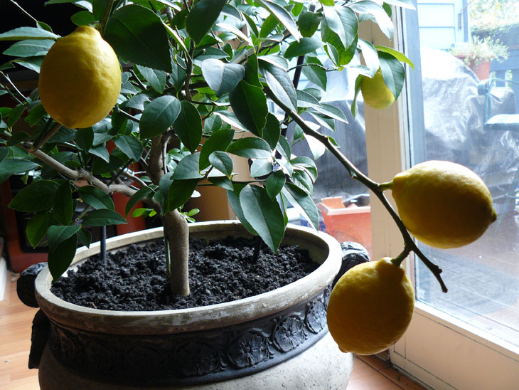 Куда поставить лимонное дерево