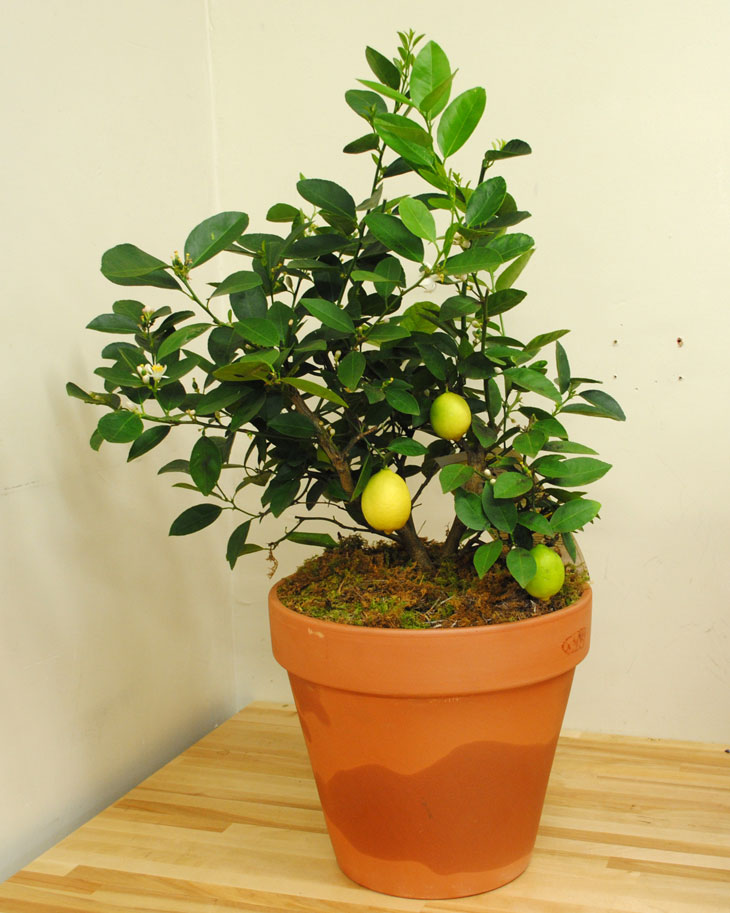 Здоровое лимонное дерево