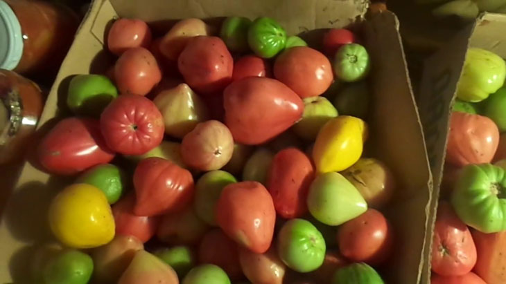 Как ускорить процесс созревания томатов