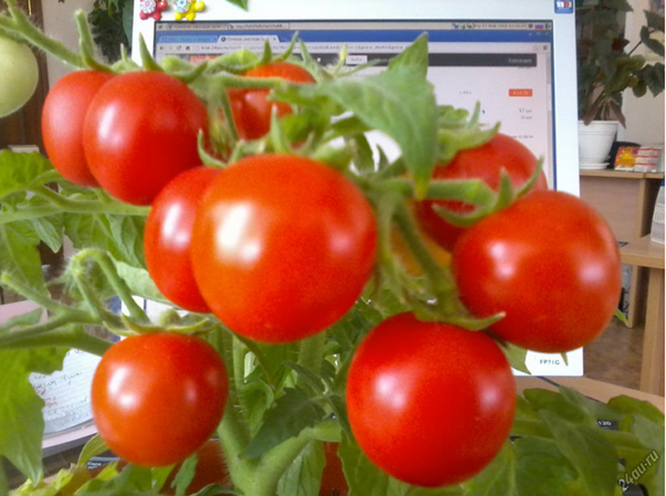 Сорта помидоров для дома