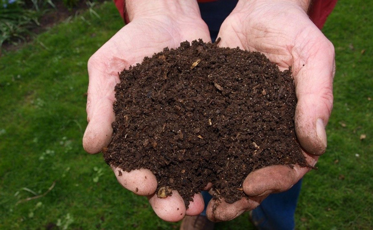 Какая почва подойдет для выращивания черники