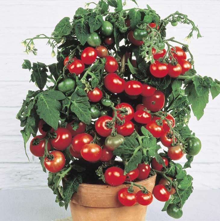 Сорта томатов для балкона. Балконные томаты: лучшие сорта и гибриды, правила выращивания на балконе, лоджии, подоконнике