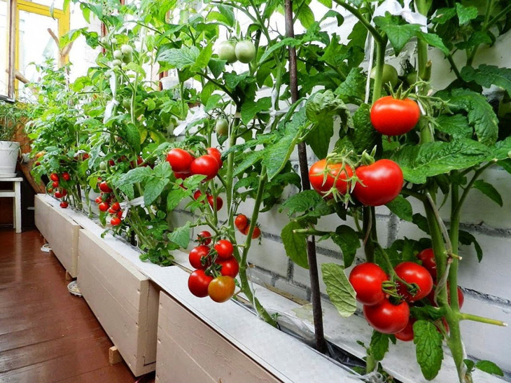 Удобрения для хорошего урожая томатов