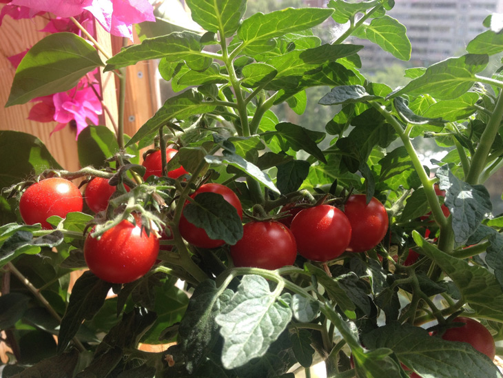 Вырастить помидоры