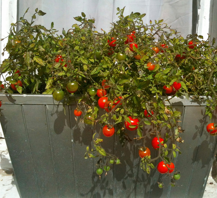 Подкормка помидоров в домашних условиях