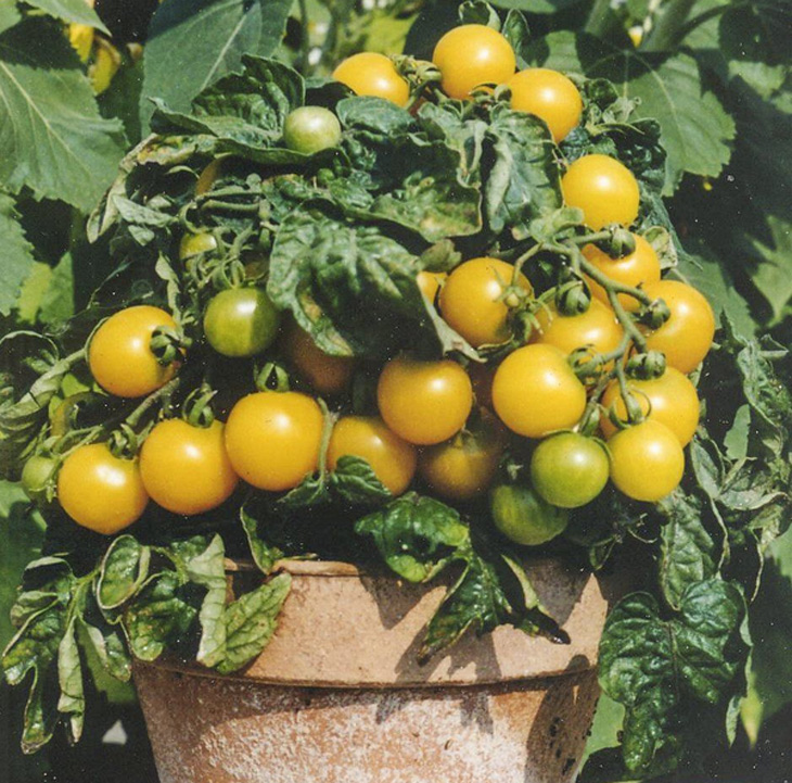 Куст томата с желтыми плодами