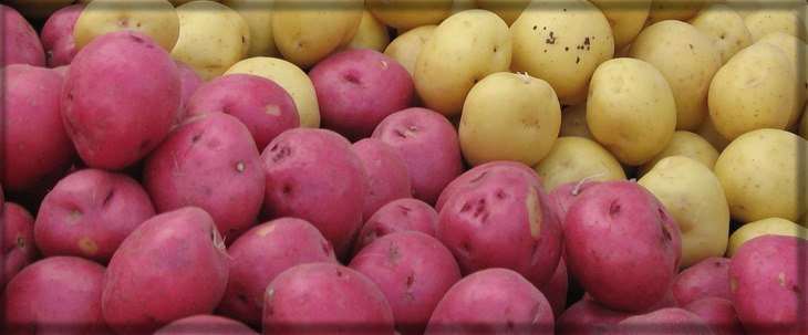Оновить семена картофеля