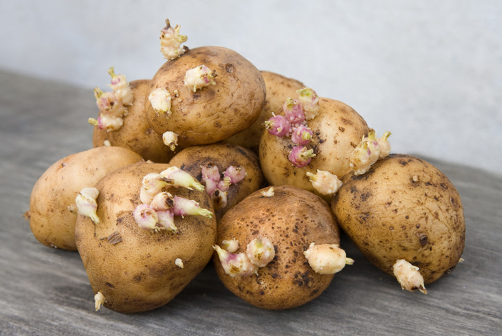 Почему картофель прорастает