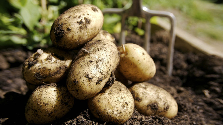 Собрать урожай картошки