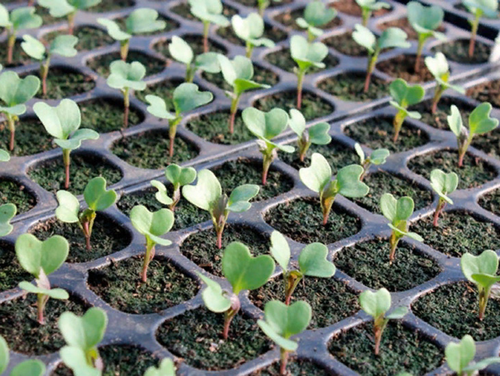 Как посадить брокколи