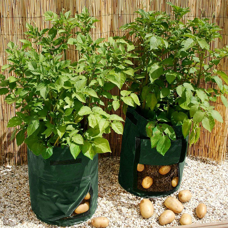 выращивание картофеля в квартире