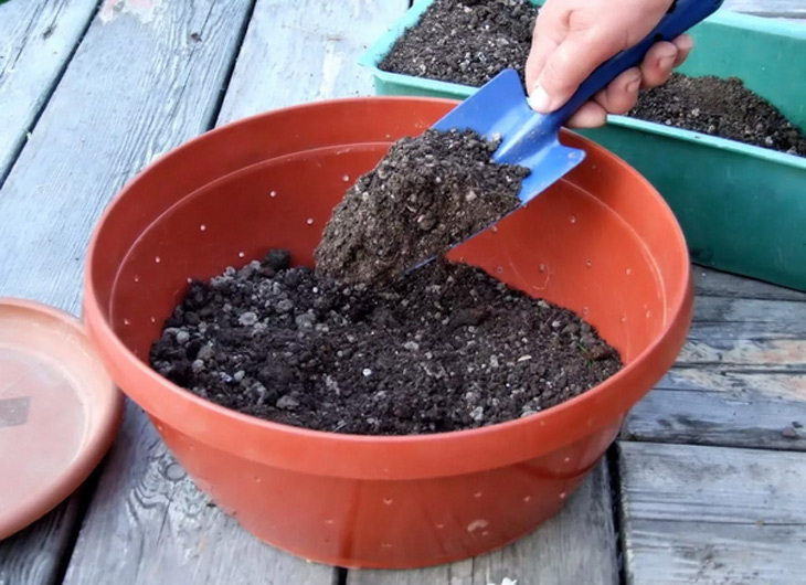 Какая почва подходит для груши